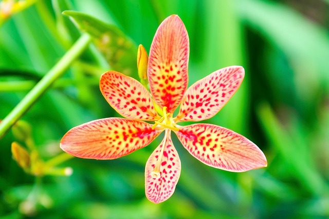 Unlock Your Potential: Top Online Courses for Green Belt Certification