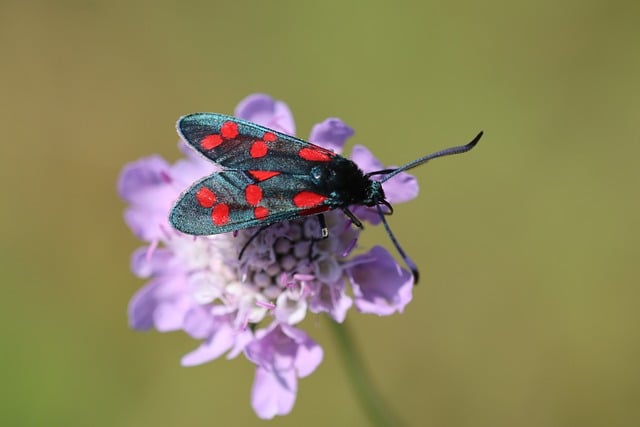 Six Sigma Training Courses Online