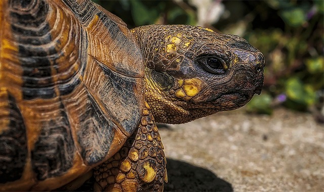 Continuous Improvement with Six Sigma