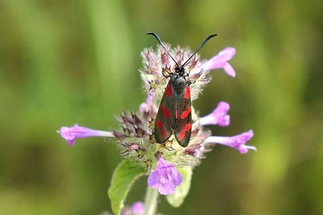 Lean Six Sigma Manufacturing Examples