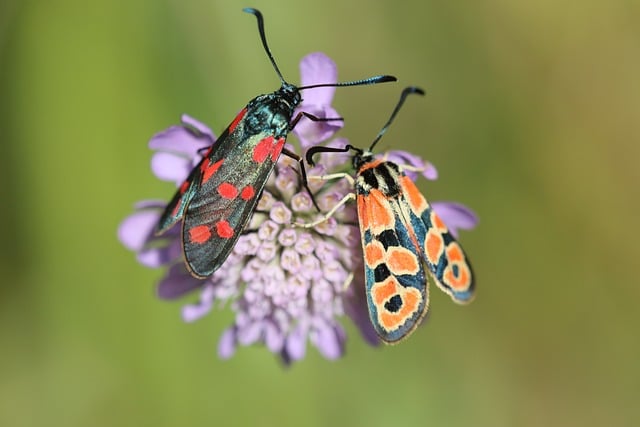 Six Sigma Black Belt Healthcare Projects