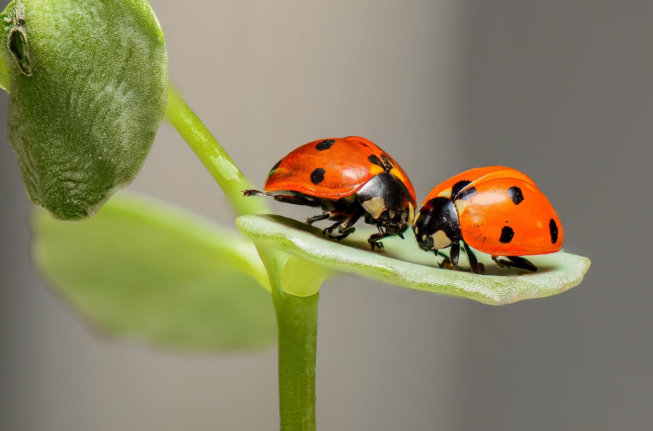 Case Studies on Six Sigma Success